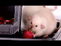 Rats catch strawberries. Summer, heat / Крыски вылавливают клубнику. Лето, жара