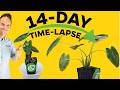 TIME-LAPSE: I put a water tray under my Colocasia and its growth exploded