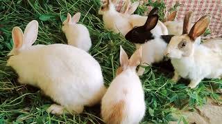 bunnies are lucky because they are by Ducklings&Bunnies 249 views 3 weeks ago 2 minutes, 23 seconds