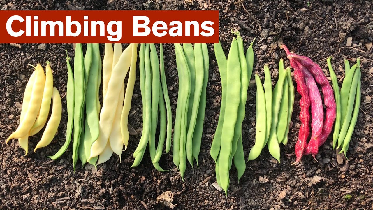 Climbing Bean Variety Trial - YouTube