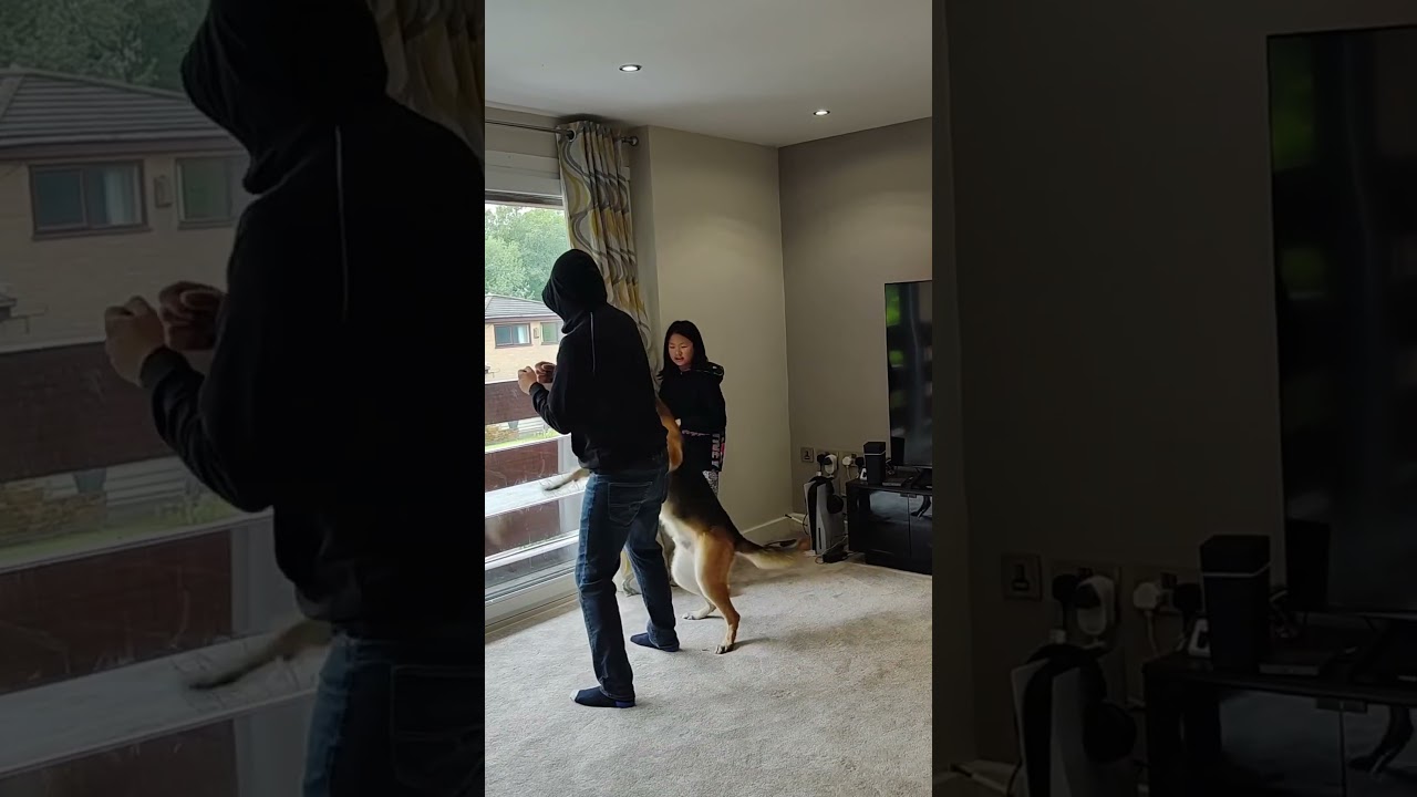 Dogs are the best protectors