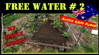 Cool climate tropical fruit, Babaco, and my off grid cool climate garden