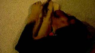 Tesla Snoring.avi