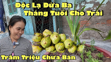 Độc Lạ Cây Dừa Ba Tháng Đã Ra Trái - Chủ Ra Giá 150 Triệu Có Một Không Hai Tại Sóc Trăng