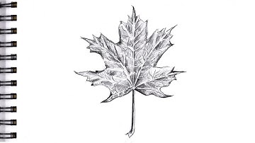 HOW TO  DRAW A MAPLE LEAF Step by Step Pencil Drawing Tutorial. Realistic leaf guided drawing easy