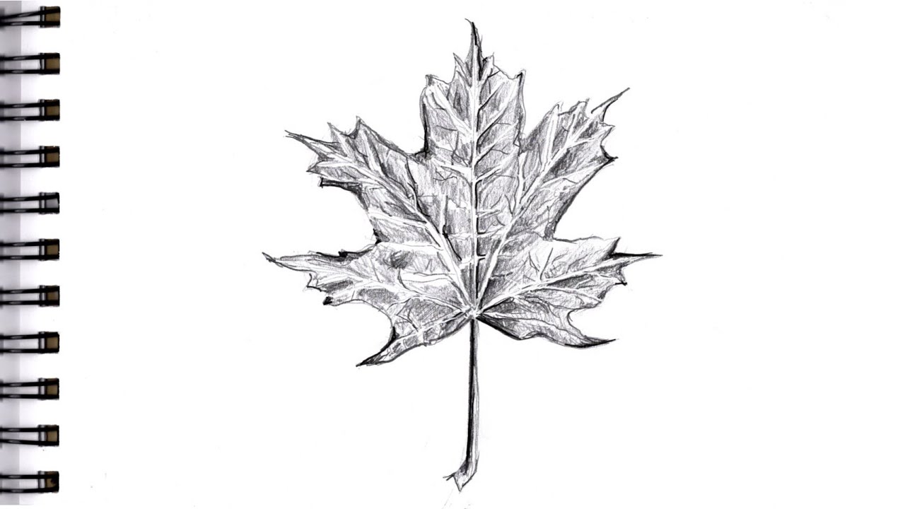 Set of vector hand-drawn botanical leaf, botanical line drawing, wildflower  botanical line art, leaf's vector art, Pencil realistic wild flower drawing,  ink sketch isolated on white background, 24246436 Vector Art at Vecteezy