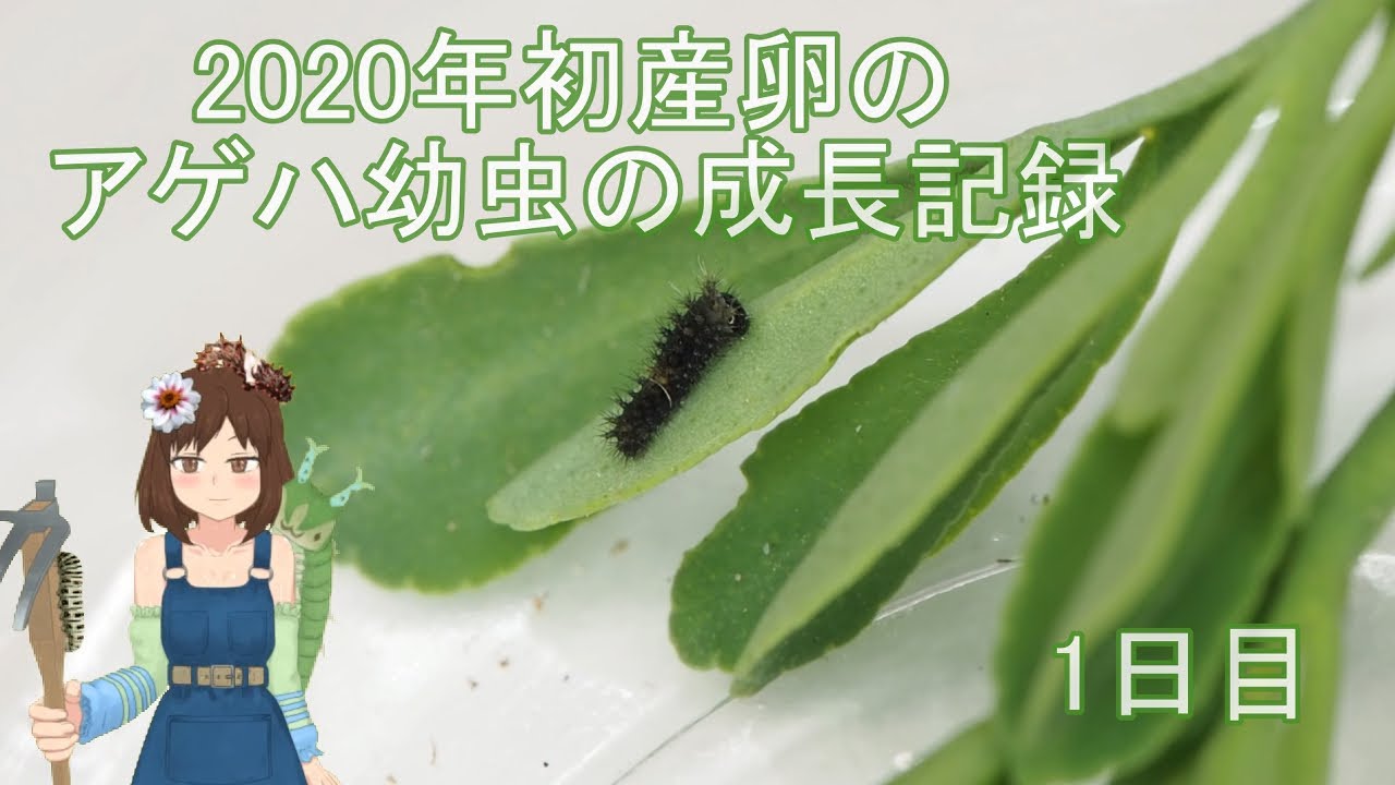 年初産卵アゲハ幼虫成長記録1 7日目までの記録 Youtube