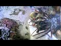 Diving to catch seafood - exploring lobster caves in coral reefs - Vlog of work on a barge