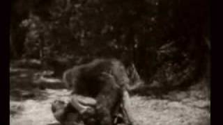 Montage - Tarzan the Tiger (1929)