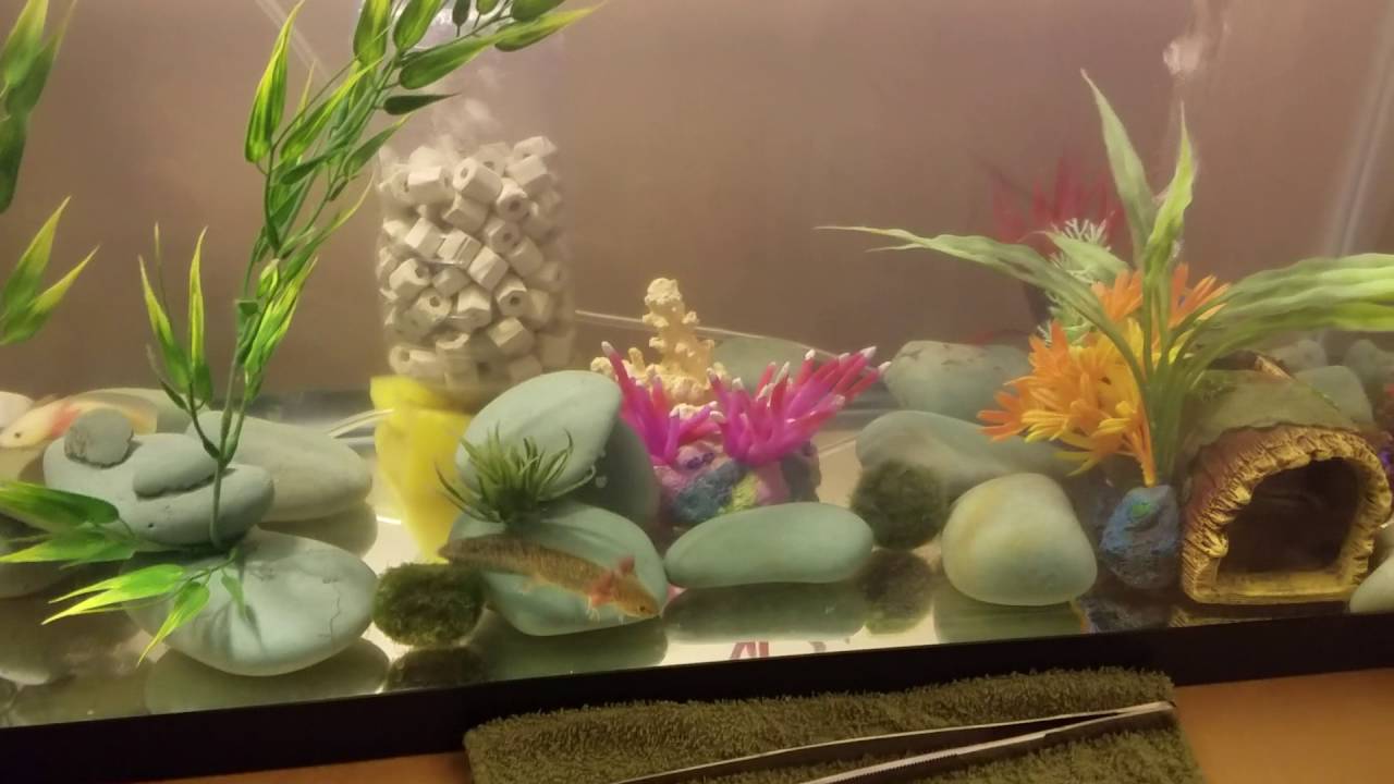 axolotl glowing and not