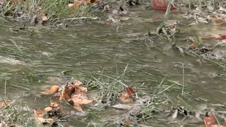 Residents in Hardin County neighborhood tired of long-term sewage problem in their backyards