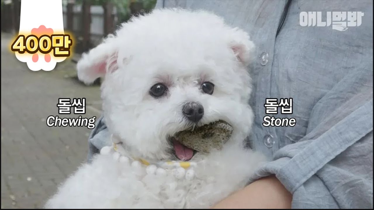 깜찍한 외모에 그렇지 못한 취미 ㅣ Don't Mess With This Pretty Gurl Doggo Chewing Stone