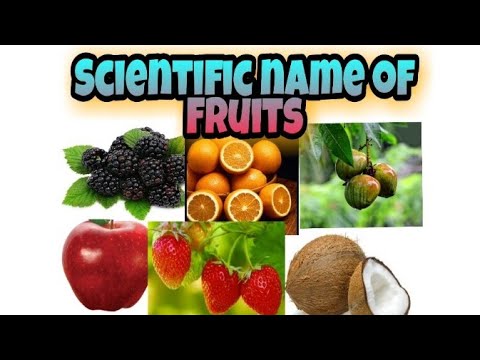 Scientific name of