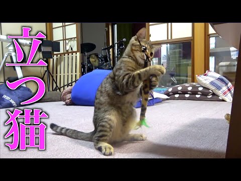 オリジナルのおもちゃに大興奮の子猫