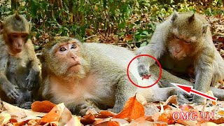 Mom Leyla And Adorable Baby Lucas Come To Making Close Love With Mom Meddie Monkey