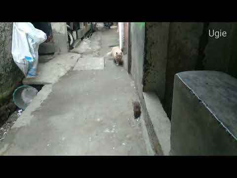 LUCU.! Saat Kucing Persia ketemu TIKUS LUCU.! Saat Kucing Persia ketemu TIKUS