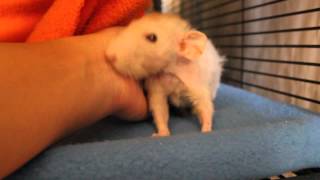 Rat grooming hand by squirrelfry 582 views 10 years ago 9 seconds