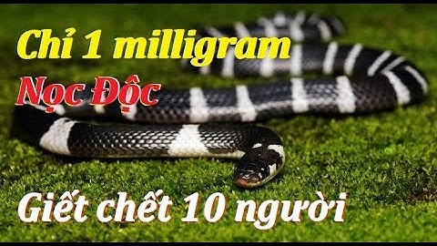 Rắn Cạp Nia - Chỉ 1 milligram nọc độc có thể giết chết 10 người