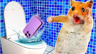 The Smartphones Are Gone! Hamham has trouble in the toilet | Funny Animals | Life Of Pets HamHam