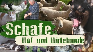 Schafe, Hof und Hütehunde