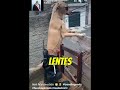 Guardia Peludo Prepárate: La Nueva Ley de Seguridad y su Estilo Militar 🐶👮♂️
