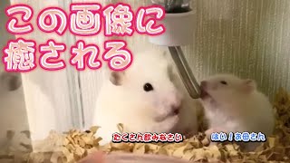 ハムスターこゆきのお母さんぷりに癒される…( *´艸｀)