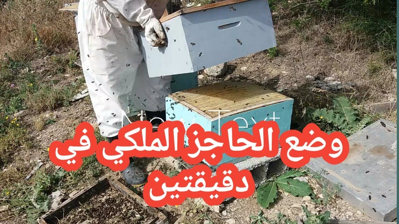 طريقتان لإنزال الملكة من العاسلة ووضع الحاجز الملكي