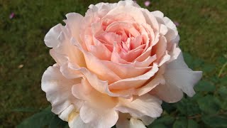Top 5 English Roses in Our Cooler Climate