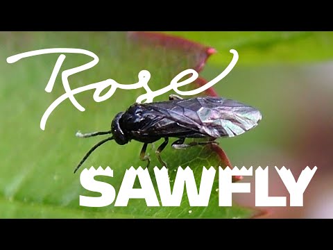 וִידֵאוֹ: Sawfly Strawberry Blackspot Sawfly