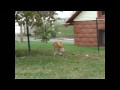 Shiba Inu barking at a rabbit
