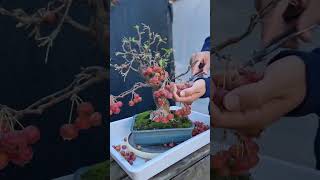 harvesting the apples from my bonsai