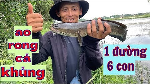 Câu cá lóc | hôm nay đạt kỷ lục 9kg cá #rongchoimientay #lurecaloc #calockhung