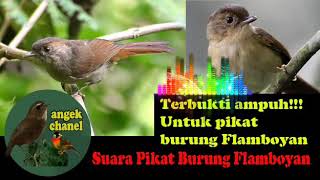 SUARA PIKAT BURUNG FLAMBOYAN DAN BURUNG LAINYA