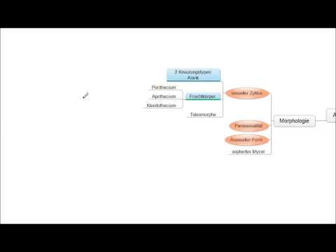 04 Crashkurs Allgemeine Mikrobiologie Mycota Ascomycota