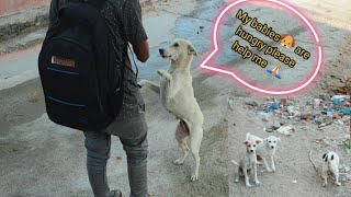 Mother Dog asking food for her puppies || mother dog carries food for her puppies