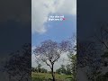 You're lost in the beauty of NATURE 🎀👀 #nature #naturephotography #shorts #youtubeshorts #viral