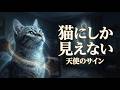 猫と天使：偶然ではない7つの不思議な瞬間