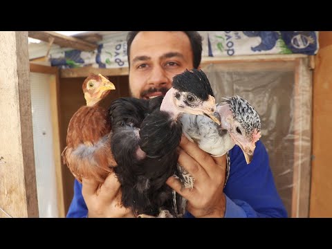 Tokyo'nun Civcivlerinin Cinsiyetleri belli oldu ! Kel Boyun Tavuklar