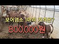 귀농귀촌 정보) 보어염소 1마리 가격은? 800,000원