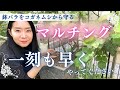 【待ったなし】至急やりたい！鉢バラのマルチングーコガネムシ産卵予防ー