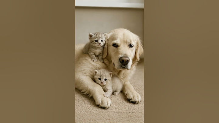 The kitten wondered… Who is this warm dog that feels just like mom?