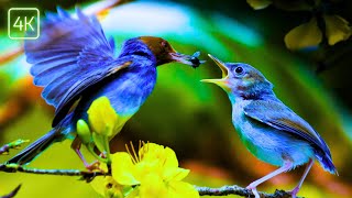 From the fairyland. Birds and NATURE SOUNDS in 4K by Virtual World Tour 10 views 10 days ago 1 hour, 1 minute
