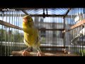 Meet OLAF !! The Spanish Timbrado Canary - Canary Training Song