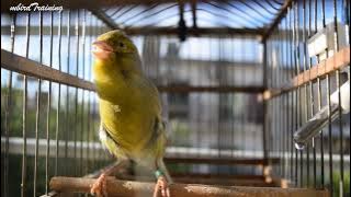 Meet OLAF !! The Spanish Timbrado Canary - Canary Training Song