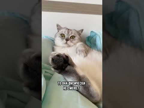 Видео: Успокоит ли кошка удаление когтей?