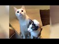 Looking for a GOOD LAUGH? The funniest CATS & DOGS!