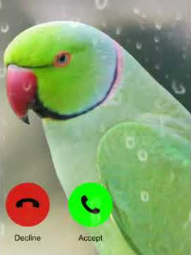 Abe Yar New Sms Ringtone Funny Ringtone Alarm Ringtone Call Ringtone Notification Ringtone 2021