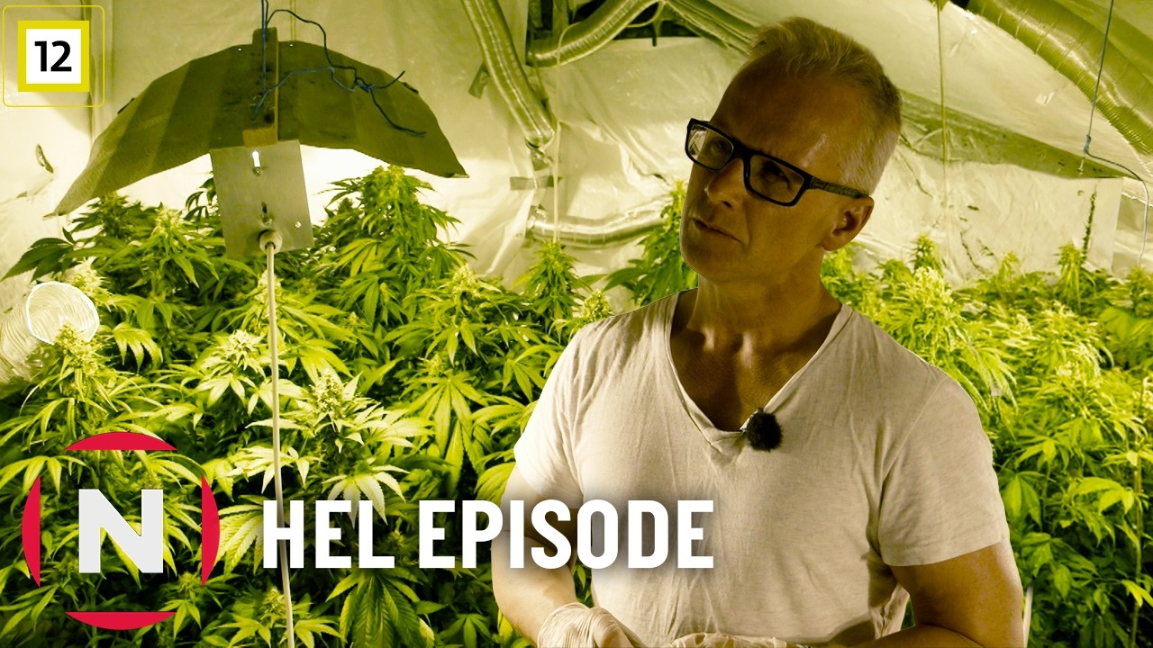 På innsiden av en norsk cannabisplantasje | Insider | TVNorge