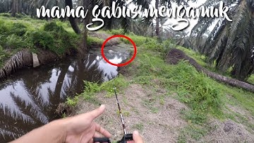 Sambaran ganas mama gabus bikin lutut gemetar,,!!