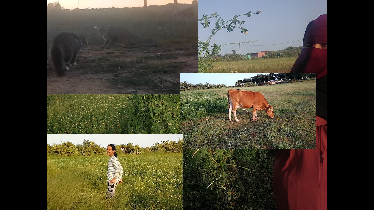 خريجة فالبادية /ياسمين جراو عليها الكلاب/الطبيعة زوينة